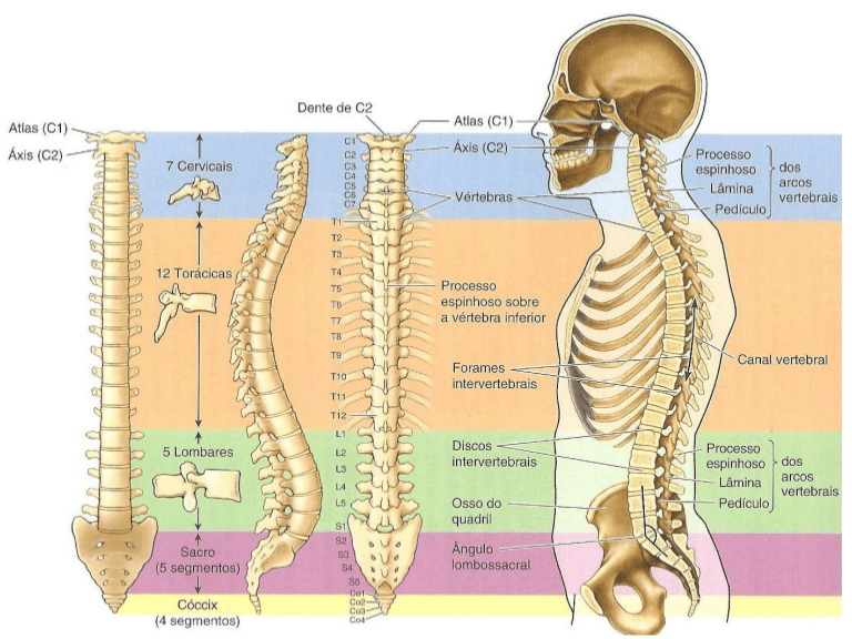 anatomia da coluna vertebral